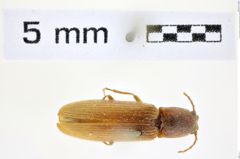 Foto (Dorsalansicht) von Athous campyloides (Newman, 1833) (NHMW-ZOO-COL-0008478)